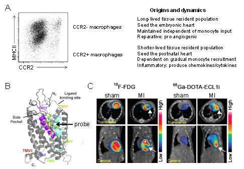 Cardiac macrophage diversity. A ,Flow cytometry plot and schematic depicting the origins, dynamics, and functions of macrophage populations within the heart. B, Model showing that the ECL1i peptide imaging probe binds to CCR2 in an allosteric position. C, PET/CT images demonstrating robust ECL1i tracer uptake within the infarct 4 days following ischemia reperfusion injury. FDG imaging identifies the infarct region.