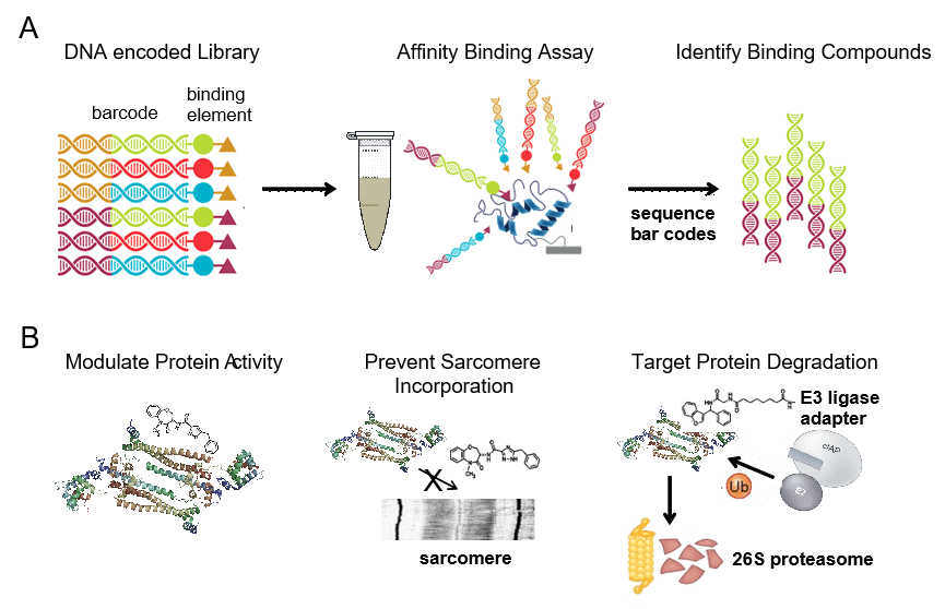 Precision Therapeutics for DCM. A, DNA encoded libraries contain billions of small molecules that are tagged with unique DNA barcodes. Molecules that selectively bind to DCM mutant proteins can be identified through simple affinity binding assays. DNA barcode sequencing facilitates the rapid identification of such compounds. B, Strategies by which compounds that selectively bind to DCM mutant proteins could be use as therapeutics. Compounds may correct abnormal protein activity, prevent incorporation of mutant proteins into sarcomeres, or be used to selectively promote the degradation of mutant proteins by targeting them to the proteasome.