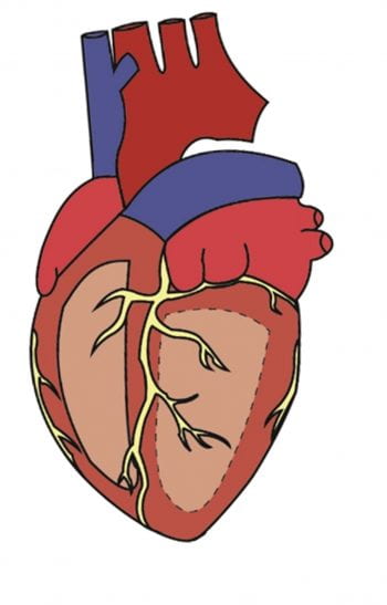Diagram of human heart model